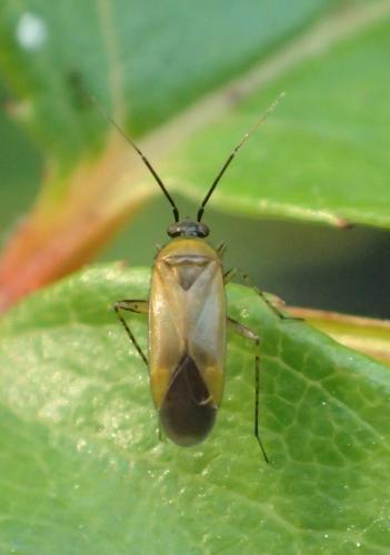 Réf. 197 109 : Plagiognathus arbustorum